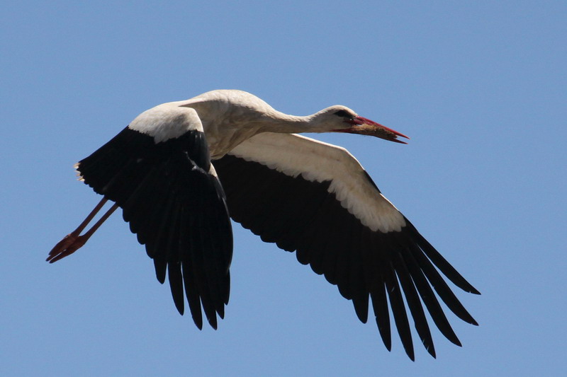 Weissstorch